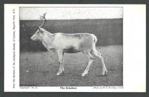 Ca 1915 PPC London Zoological Society Of London The Reindeer Mint