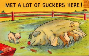 Pigs Feeding Met A Lot Of Suckers Here 1943