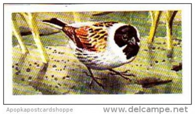 Brooke Bond Tea Trade Card Wild Birds In Britain No 7 Reed Bunting