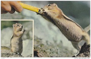 Golden Mantled Squirrel , Canada , 40-60s