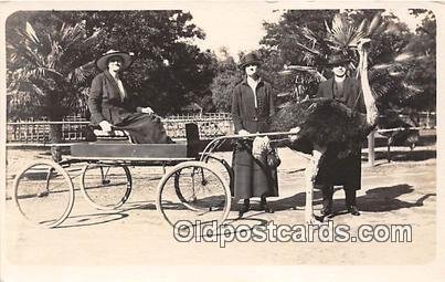 Real Photo Year 1919 Ostridge Farm Los Angelas, CA USA Writing on back 