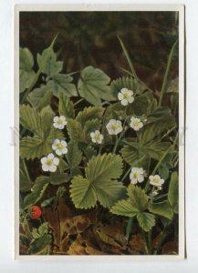 427939 Flower Fracaria vesca Vintage Sammelwerk Tobacco Card w/ ADVERTISING