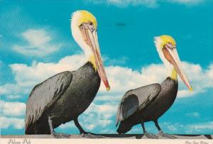 Florida Birds Pelican Pals 1977