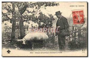 Postcard Old Pig Pig friendly Folklore Group seeking truffles