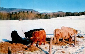 Cows Scotch Highland Cattle At The Trapp Family Lodge Stowe Vermont