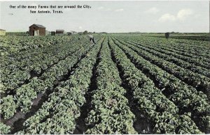 One of the Many Farms Around the City, San Antonio Texas