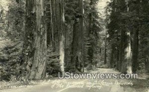 Real Photo, Redwoods - Redwood Highway, California CA  