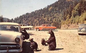 Bears Begging for Food Great Smoky Mountains National Park, North Carolina NC  