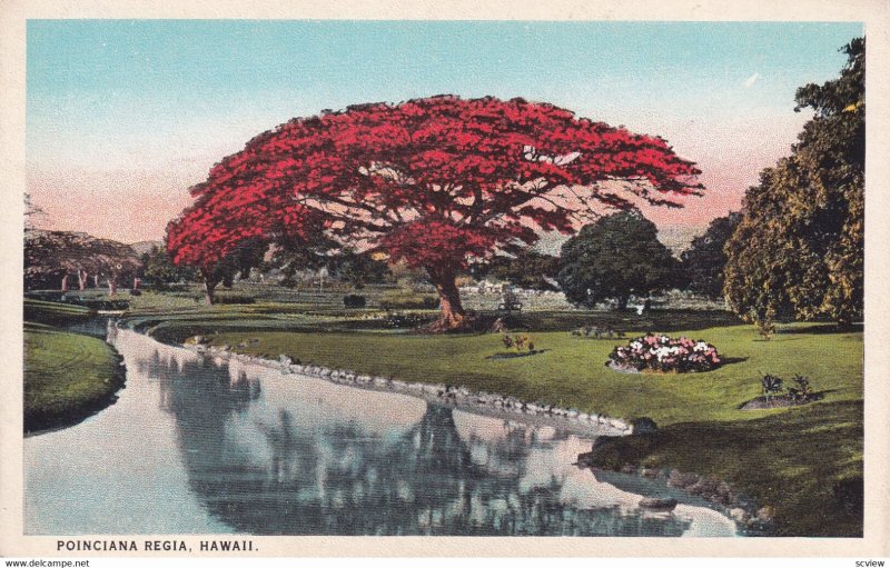 HAWAII, 1900-1910s; Poinciana Regia