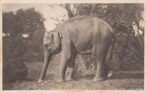 Elephant at Dublin Zoo Ireland Antique Irish Postcard