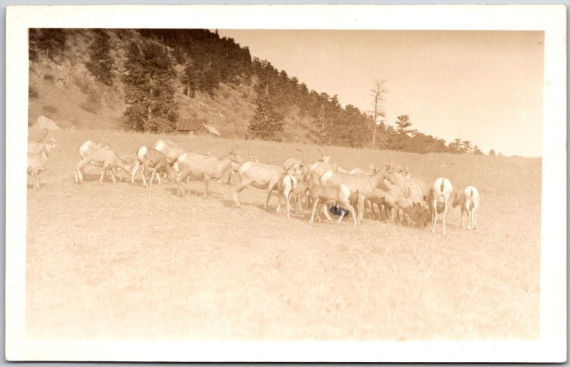 Sheep and Goat Breed In The Farm Rocky Mountains RPPC Real Photo Postcard