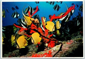 Postcard - Tropical Fish - Black Coral And Red Sponge