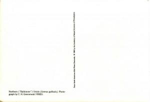 Northern (Baltimore) Oriole