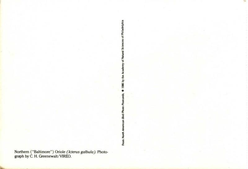 Northern (Baltimore) Oriole