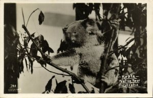 australia, The Koala, Native Australian Bear, Mowbray Series RPPC Postcard