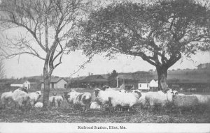 Eliot Maine Railroad Station and Sheep Vintage Postcard AA44414
