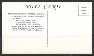 Painted Trillium - Flowers - (MX-056)