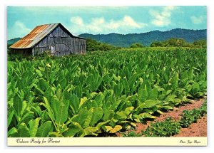 Tobacco Ready For Harvest North Carolina Continental View Postcard