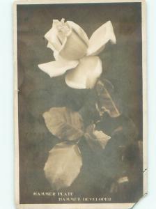 rppc 1910 Close-Up BEAUTIFUL WHITE ROSE FLOWER AC8199