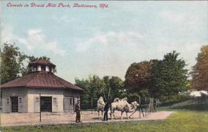 Maryland Baltimore Camels In Druid Hill Park