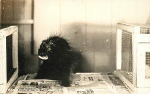 1950s White Animal Park Show Farm New Hampshire Hudson Baby Porcupine RPPC