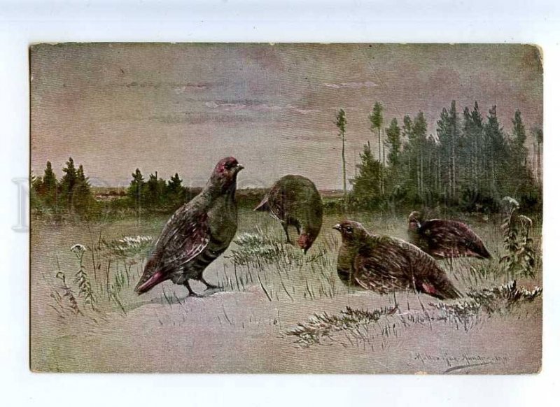 215375 Partridge HUNT Winter by MULLER Vintage Colorful PC 