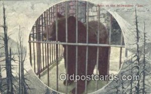 Milwaukee Zoo, Wis USA Bear 1908 close to perfect corners, light writing on f...