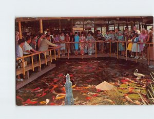 Postcard Fish feeding time at The Pagoda Hotel Honolulu Hawaii USA