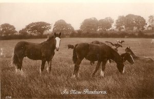 Horses.  The New Pastures Old vintage Enghlish photo postcard