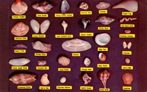 Florida Sea Shell Chart