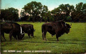 Texas San Antonio Buffalos At Brackenridge Park