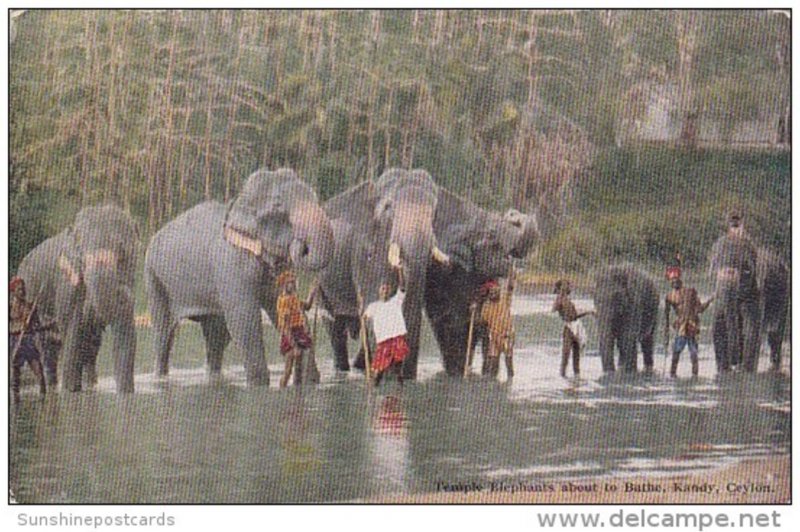 Temple Elephants About To Bathe Kandy Ceylon Sri Lanka