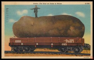 Potato - The Kind we Raise in Maine