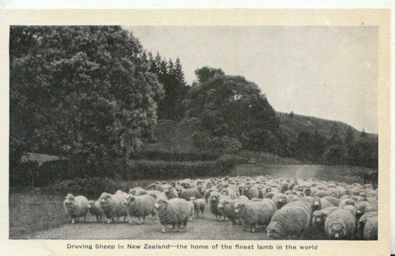 New Zealand Postcard - Droving Sheep - The Home of The Finest Lamb - TZ11769