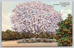 The Jacaranda Tree In Full Bloom, Florida, Vintage Linen Curteich Postcard