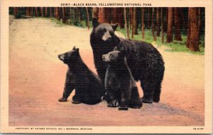 Postcard Yellowstone -  Black Bears - Bear and 2 cubs
