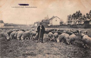 Frankfurt Germany Bahnhofsviertel Sheep Farming Vintage Postcard AA41558