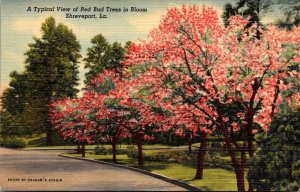 Louisiana Shreveport Typical View Of Red Bud Trees In Bloom Curteich