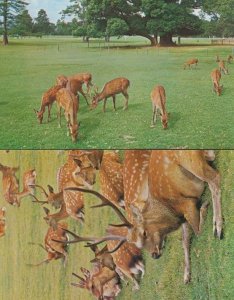 Nara Deer Wildlife 2x Japan Japanese Postcard