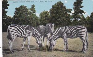 Missouri St Louis Zebras Forest Park Zoo