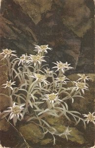 Flowers. Loontopodium  alpinum Nice old vintage Swiss  postcard