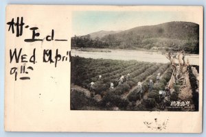 Kyoto Kansai Japan Postcard Cathering Tea Leaves at Uji Yamashiro 1902