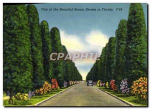 Postcard Old One Of The Beautiful Scenic Streets In Florida