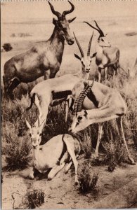 American Museum Of Natural History East Africa Plains Group Exhibit BW Postcard 