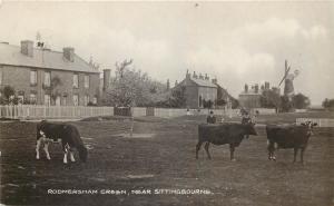 Rodmersham green near Sittingbourne cows cow rppc England