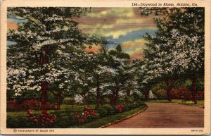 Vtg Atlanta Georgia Dogwoods Trees in Bloom Street View 1940s Linen Postcard