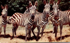 New York Catskill Game Farm Grant Zebras