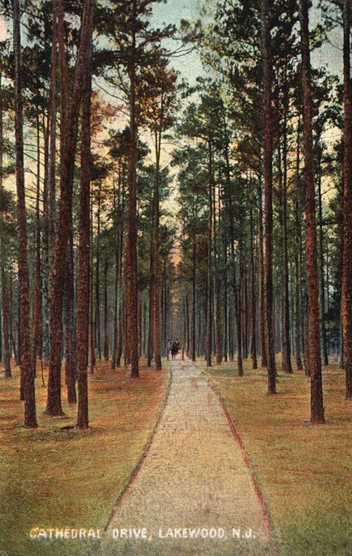 Vintage Postcard 1907 Cathedral Drive Pathway Tall Trees Lakewood New Jersey NJ