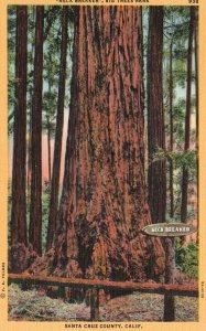 Vintage Postcard Neck Breaker Big Trees Park Santa Cruz County California CA