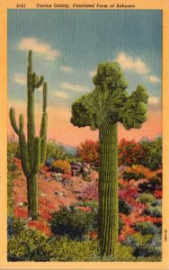 Cactus Oddity Fasciated Form Of Sahuaro Curteich